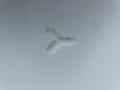 Conexión de manguera de aire, pieza en T Airmatic, Ergomed E/ES 7208763.ET